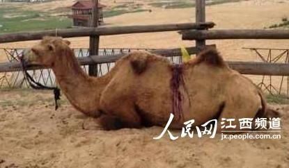第313页